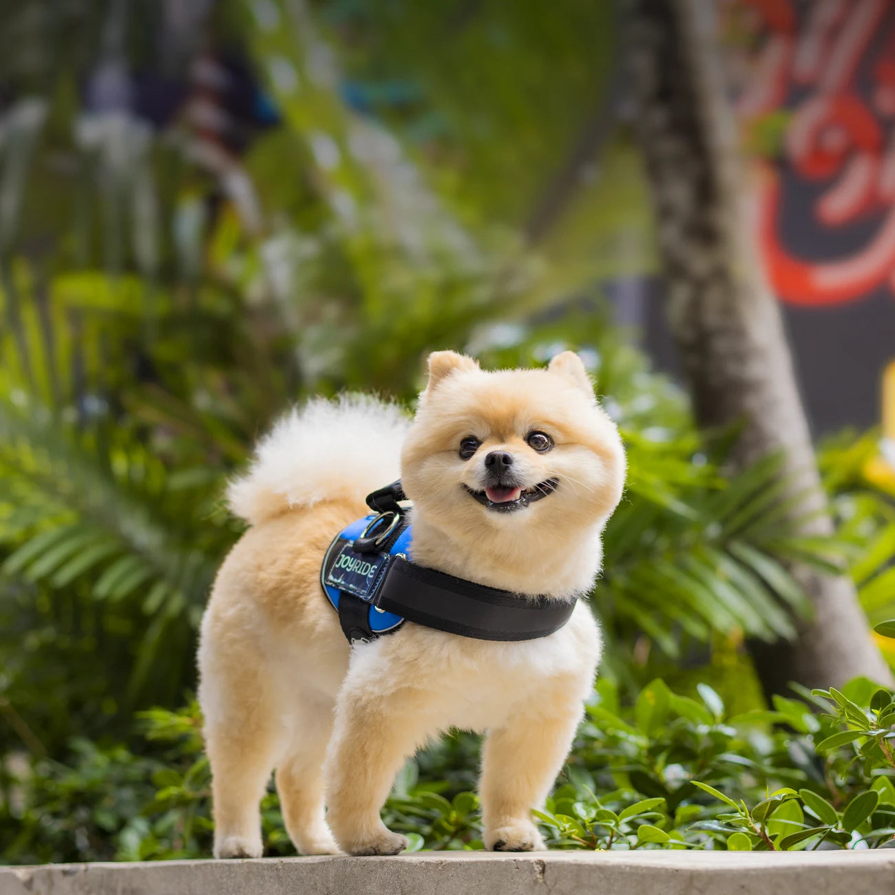 Happy Pomeranian wearing a Joyride harness in a garden