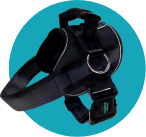 Joyride harnesses