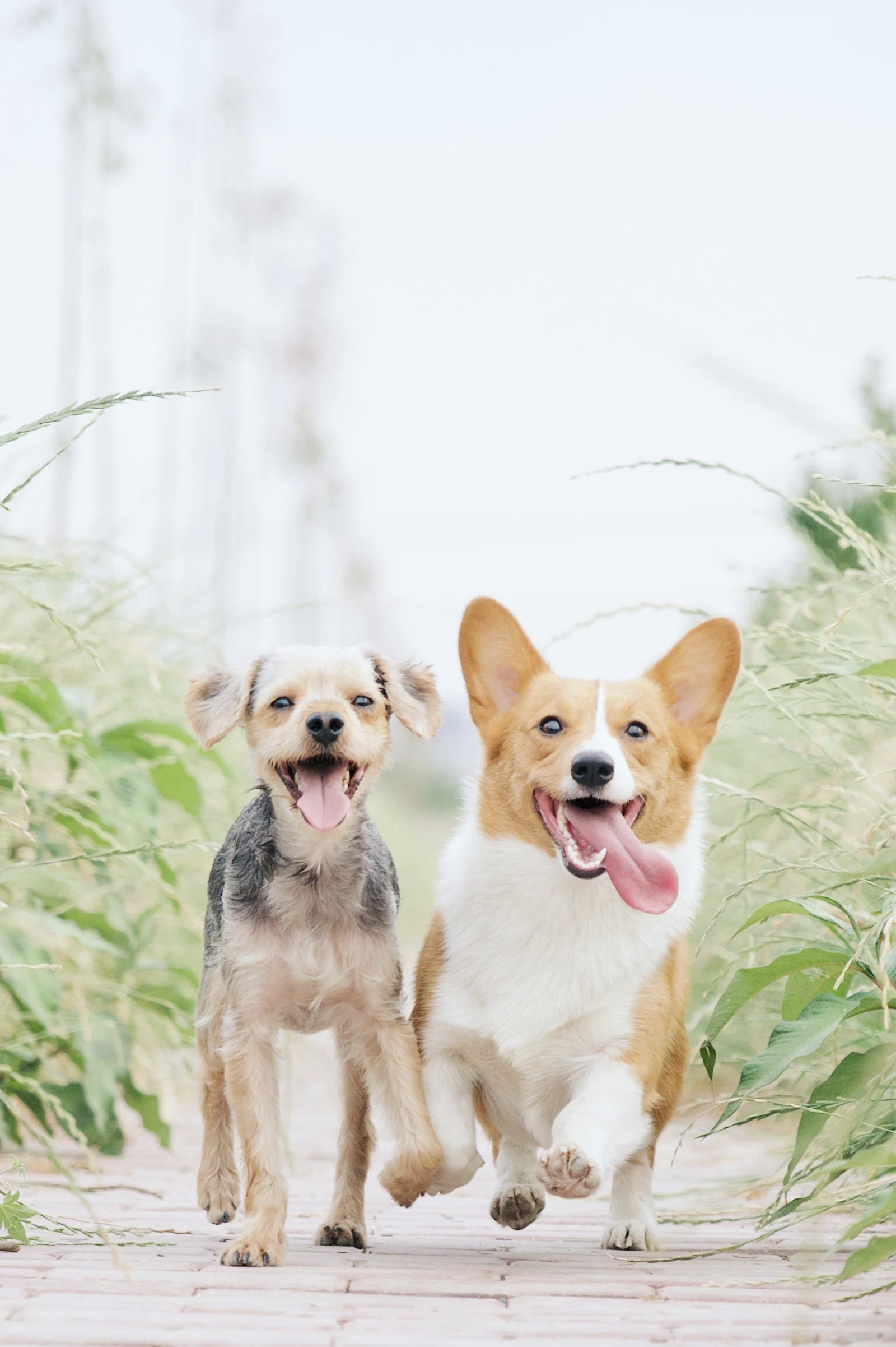 Two happy dogs exploring the outdoors together
