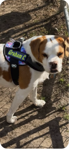 Dog wearing a Joyride harness