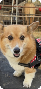 Corgi wearing a Joyride harness