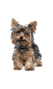 Black and Light Brown Yorkshire Terrier